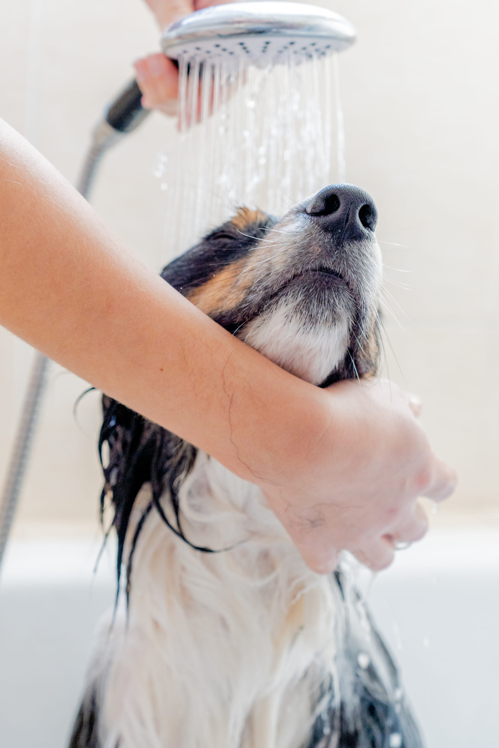ナノバブルシャワーで洗われている犬